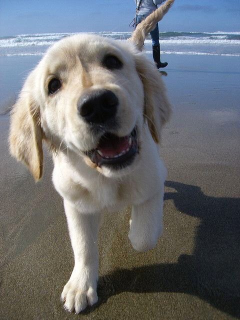 BeachAnimals's tweet photo. Retrievers love adventuring🐶😭 https://t.co/S2y5Ywv9A1