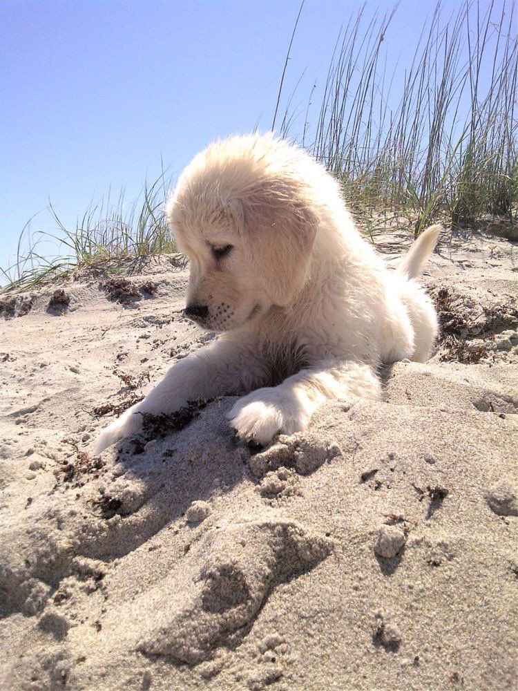 BeachAnimals's tweet photo. Retrievers love adventuring🐶😭 https://t.co/S2y5Ywv9A1