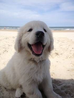 BeachAnimals's tweet photo. Retrievers love adventuring🐶😭 https://t.co/S2y5Ywv9A1