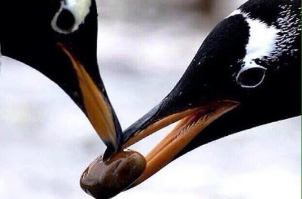 Lokota_Caguamas's tweet photo. Sabías qué...?
Los pingüinos machos buscan la piedra más bonita y se la regalan a la hembra como prueba de su amor. https://t.co/a8AVFN5oXC