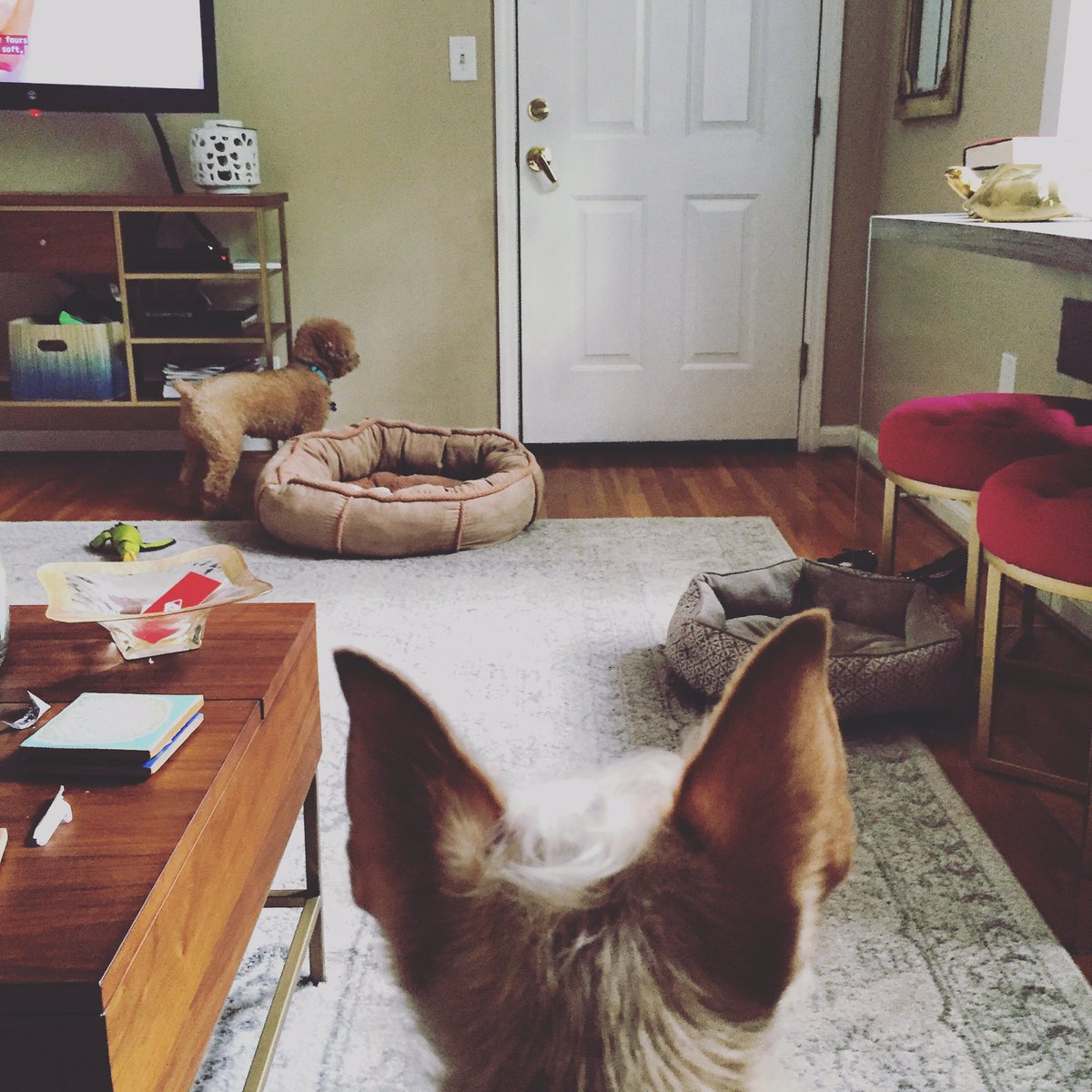 littlestcorky's tweet photo. When you hear #bae coming up the stairs 🙌🐶👂#dogsoftwitter https://t.co/5boVTy7ejB