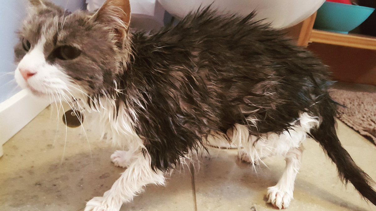 #findkadyrovscat is this your cat? https://t.co/TDO6cNRY6k