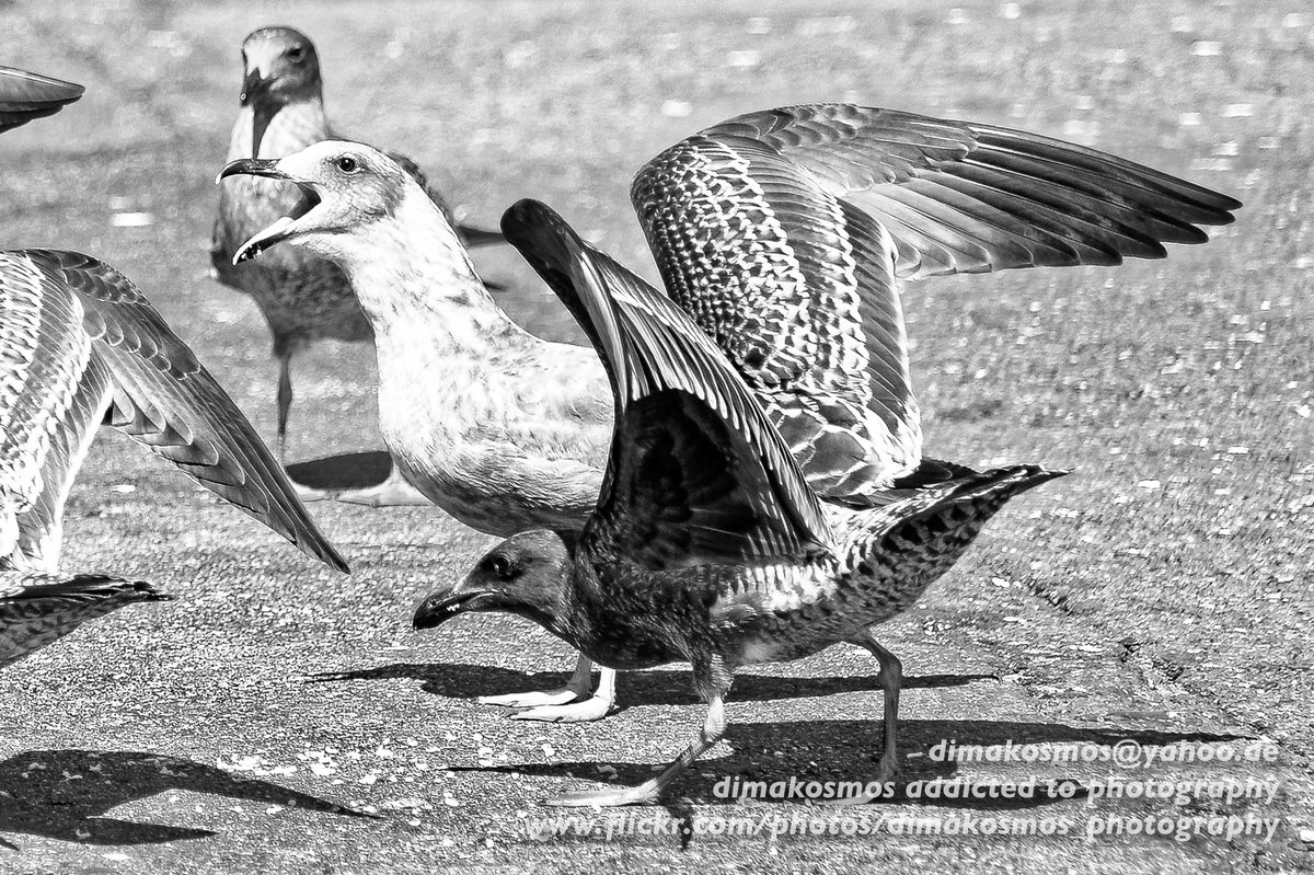 Dimakosmos's tweet image. Just uploaded 2 new photos to my Flickr page: flickr.com/photos/dimakos…