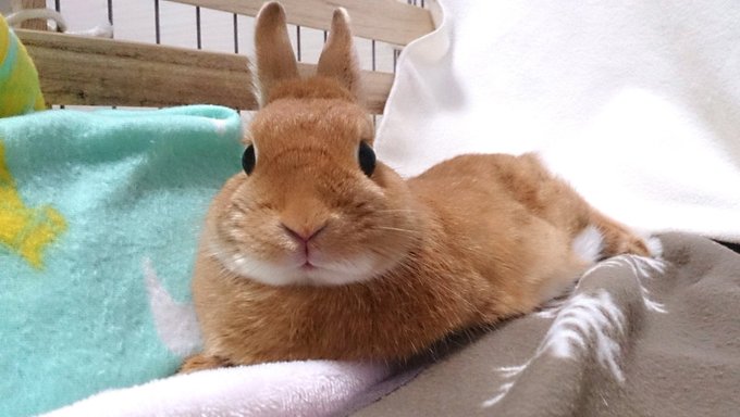 うさぎの暑さ対策を徹底まとめ エアコンなしでいけるのか