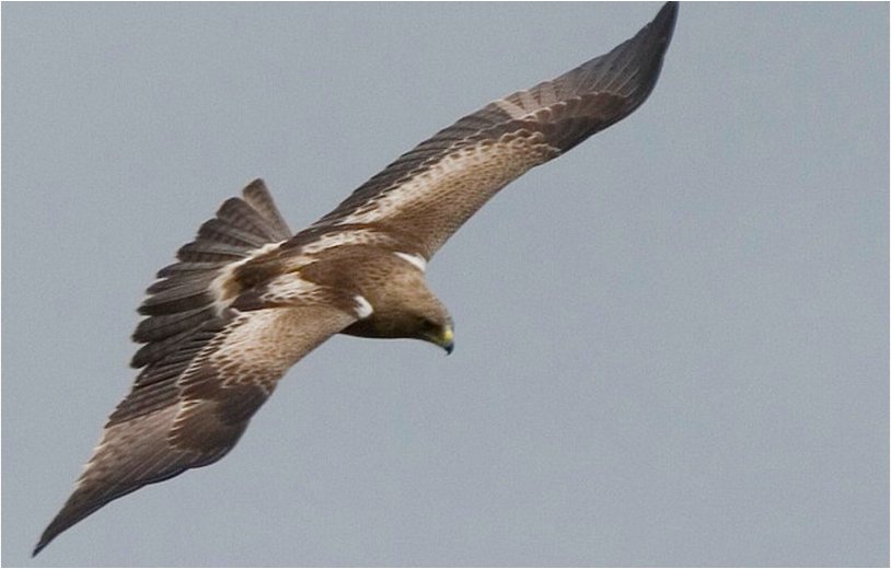 SvD's tweet image. ”Folk kastade sig i bilarna för att åka till Öland”. svd.se/ovantat-dvargo…