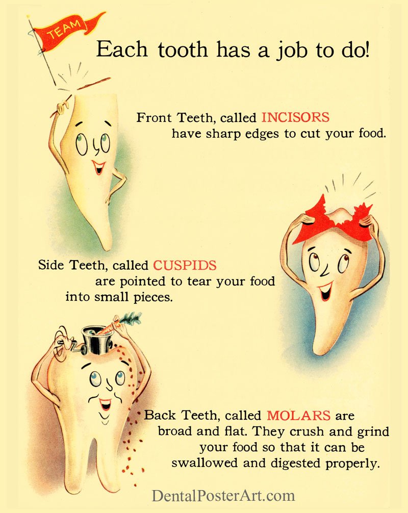 nagemClinics's tweet photo. #teeth #dental #dentistry #healthy #oralhealth #dentalhealth #oral #typesofteeth #dentist #dubai https://t.co/iXWNfpv16t