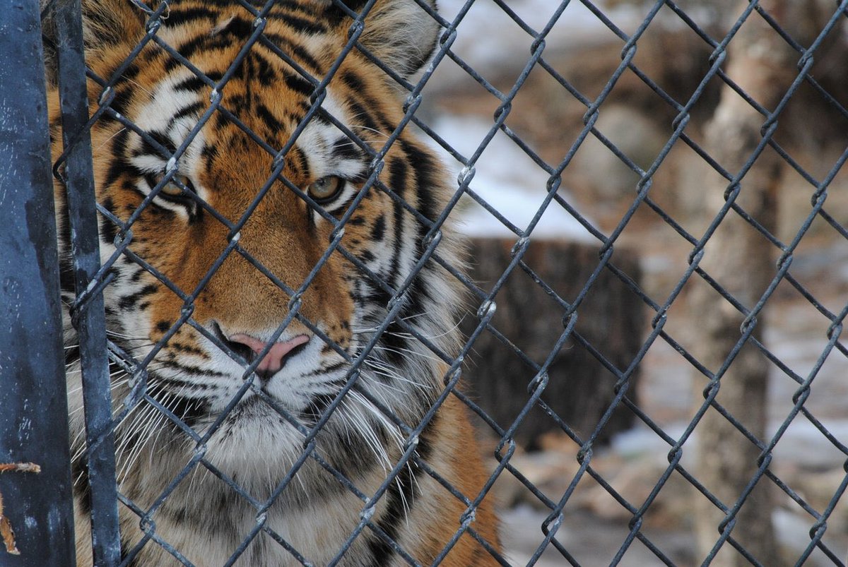 PaisleyTigerCo's tweet image. If mankind doesn't change, we will no longer have this incredible animal.

Help us #SaveTheTigers 🐯