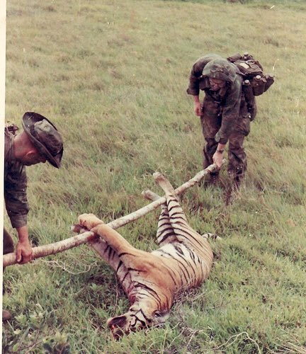 PaisleyTigerCo's tweet image. If mankind doesn't change, we will no longer have this incredible animal.

Help us #SaveTheTigers 🐯