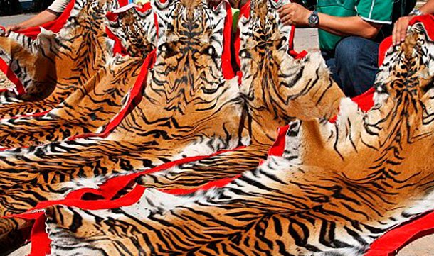 PaisleyTigerCo's tweet image. If mankind doesn't change, we will no longer have this incredible animal.

Help us #SaveTheTigers 🐯