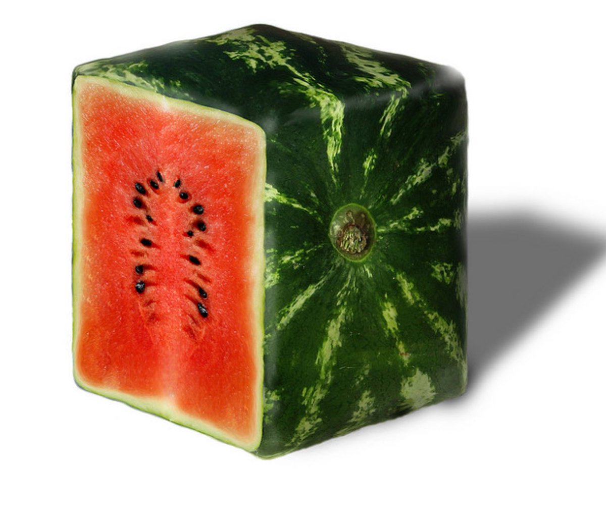 Ray_Rectangle's tweet photo. New watermelons!? What a great rectangle! Fun fact:Squares can be rectangles but rectangles can't be squares! https://t.co/4mXE0Qey7I