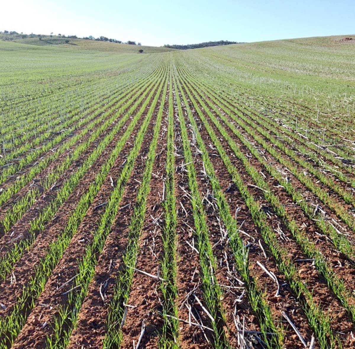 drage_farms's tweet photo. Trojan Wheat looking happy now after 8mm of rain. Sown with Deere 1870 conservapak. @PacificSeeds @JohnDeere https://t.co/qpJSqE57Mn