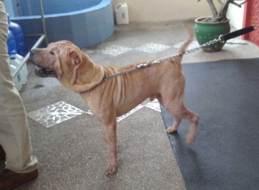 CarlosLarrozaE's tweet photo. Se busca perrito 🐶:((
Si saben algo de el escriban al 0997972936 https://t.co/jcmWAeTuIk