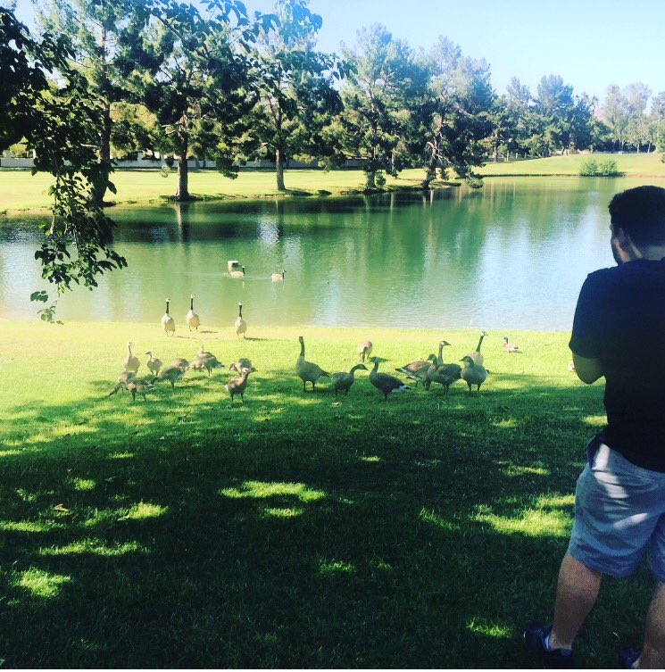IntotheSpectrum's tweet photo. When you're trying to film and you get taken over by a gaggle of geese!! ๐ค๐
#nobreadhere #donteatme #gaggle https://t.co/XmsTQxNf7c