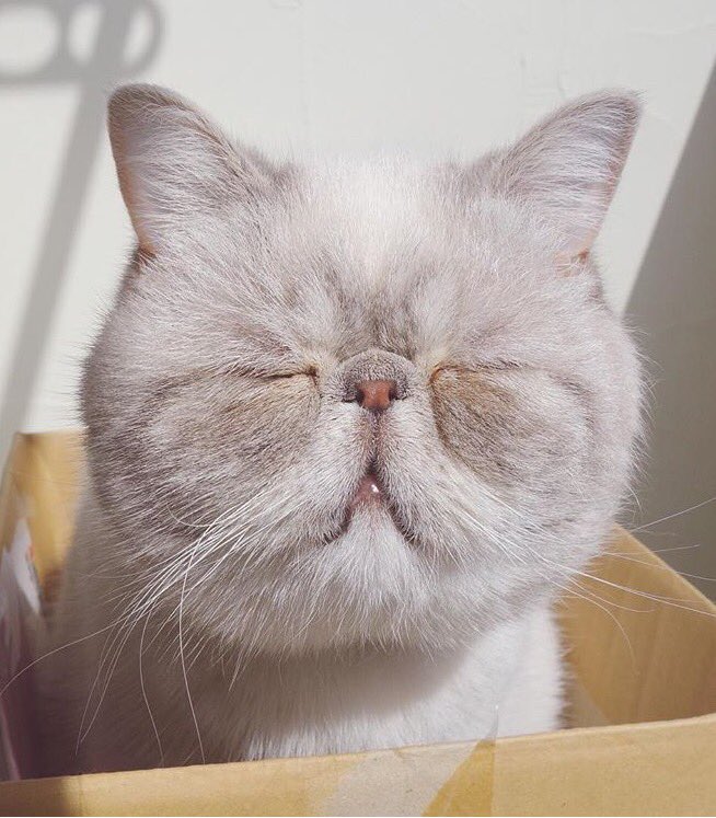 wesflippo's tweet photo. is this your cat?? @RKadyrov https://t.co/jyPKrvueEK