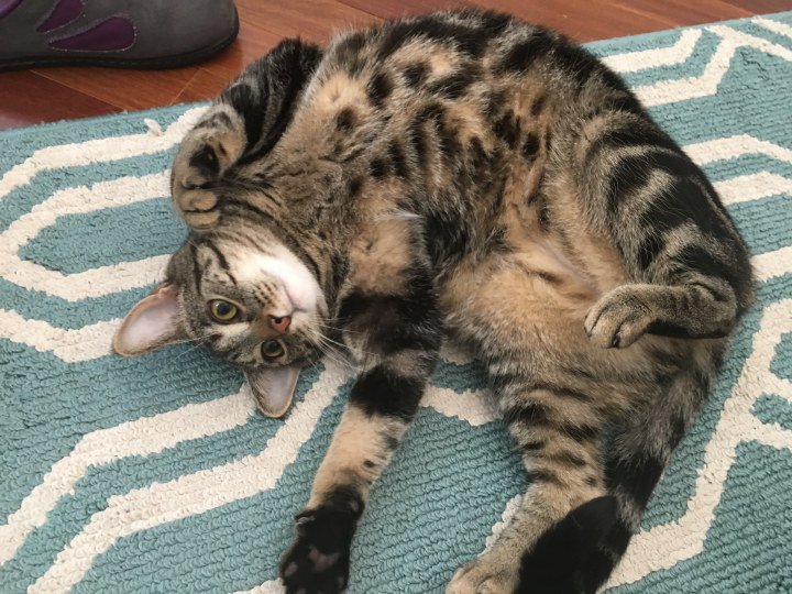 swipurr's tweet photo. "I don't think I'll ever get tired of seeing Squishy derping on his back."
https://t.co/HLaJJzHACd
 #catlady https://t.co/Pv2ZJW5Gt1