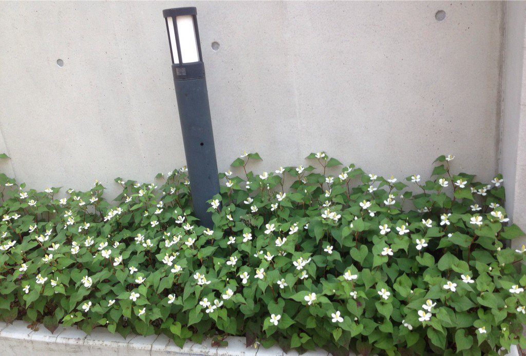 かないみか 家の外壁の花壇がまたまたドクダミ畑 お花咲いちゃうと駆除出来にくいじゃろが T Co Mafug7fgzl Twitter かないみか 家の外壁の花壇がまたまたドクダミ畑 お花咲いちゃうと駆除出来にくいじゃろが T Co Mafug7fgzl Twitter