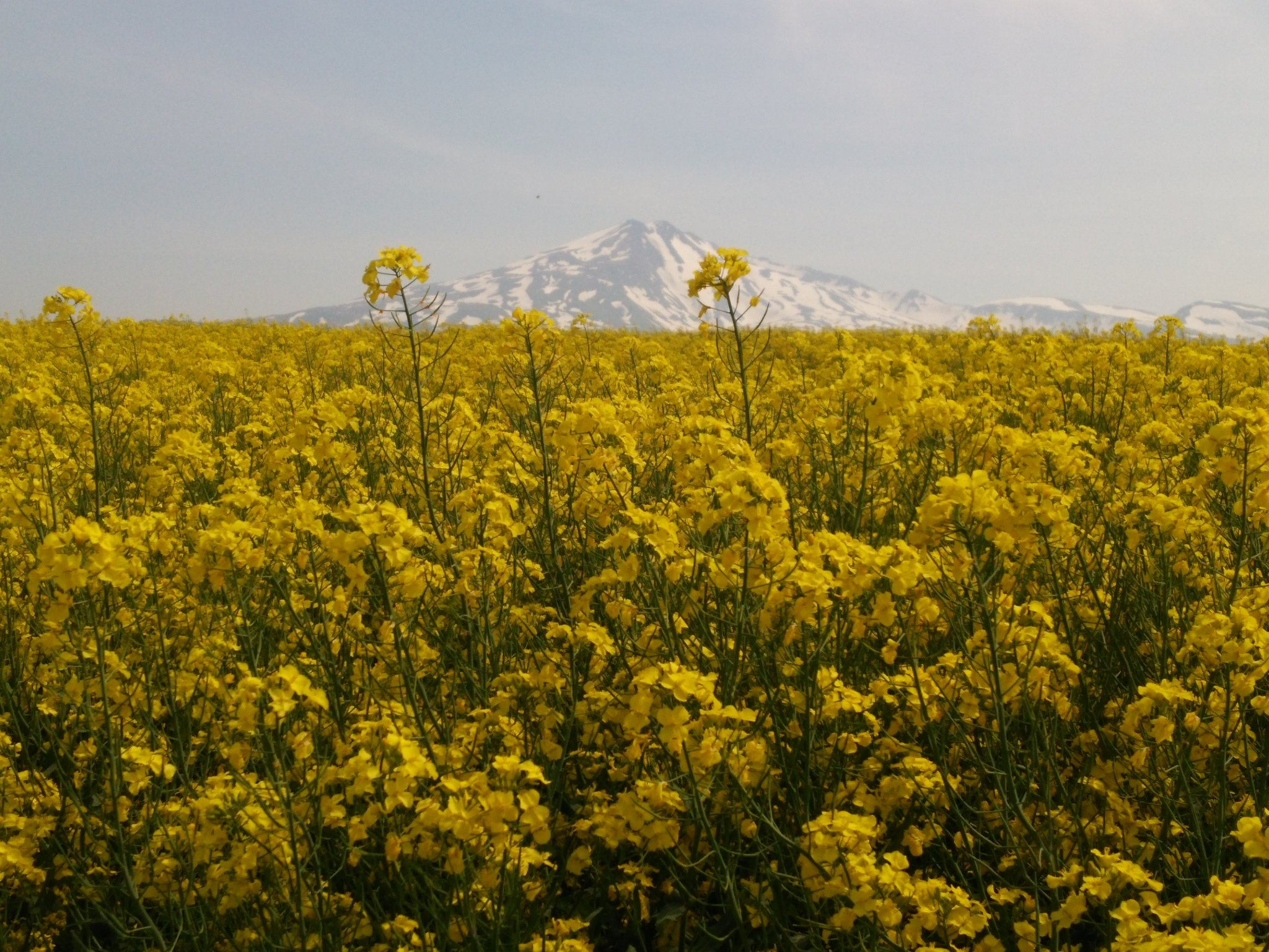 鳥海高原菜の花まつり Twitter Search Twitter