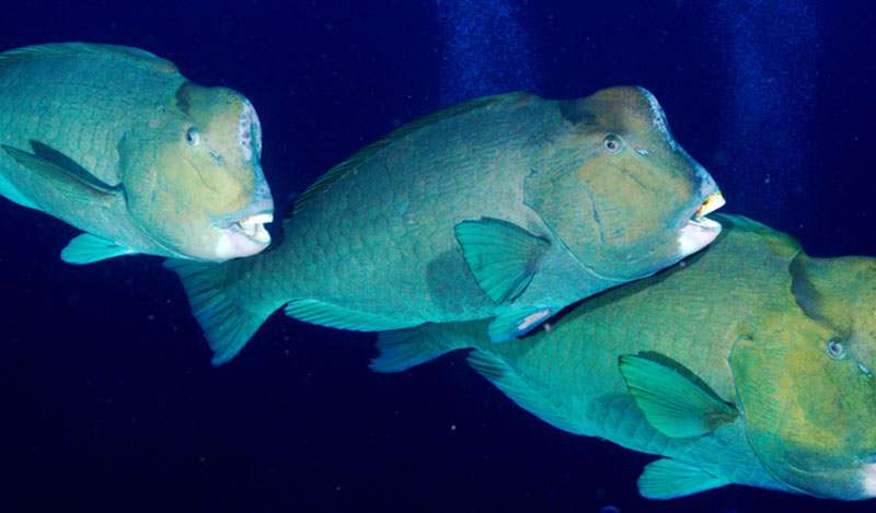 'Canaries' of the ocean highlight threat to world's ecosystems bit.ly/1OE6trn