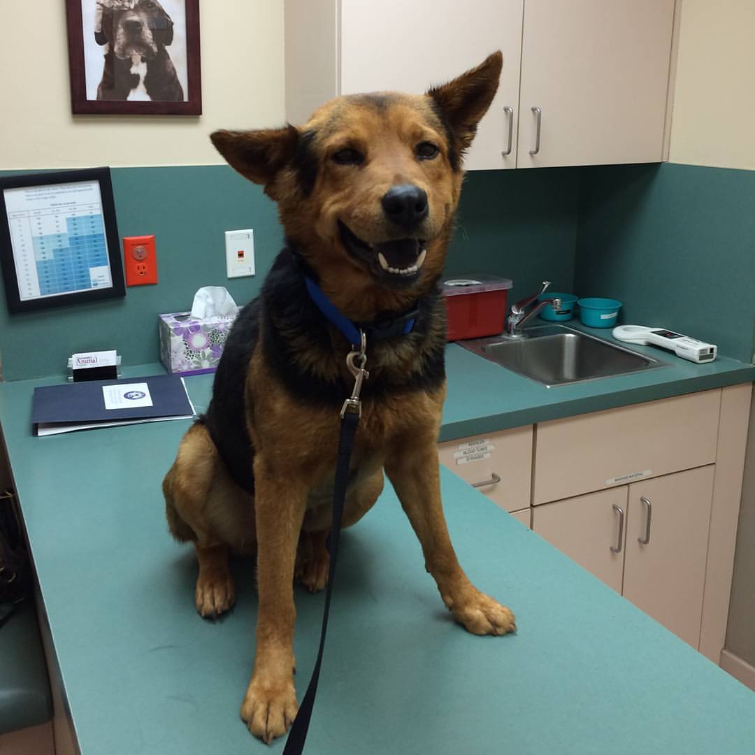 rooney_toons's tweet photo. Jake's first Vet appointment! https://t.co/Bm1GnAlSMs