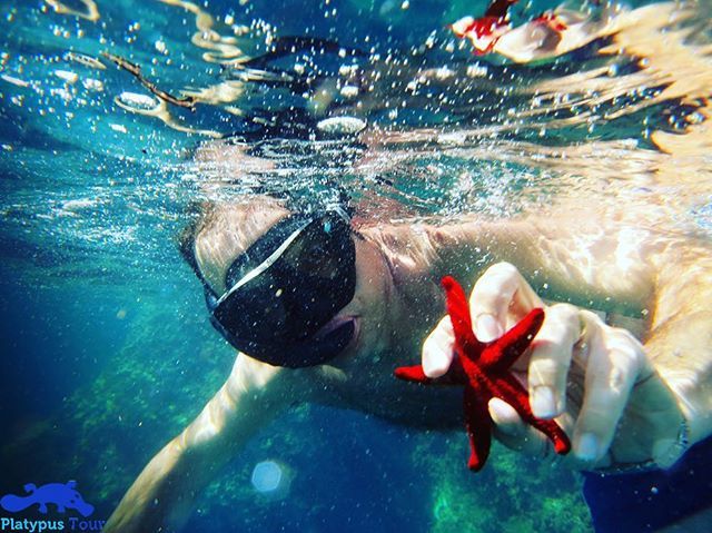Scopri lo #snorkeling #archeologico con #PlatypusTour 🏊 #learningbytraveling #ischia #isol… ift.tt/1U8qxXq