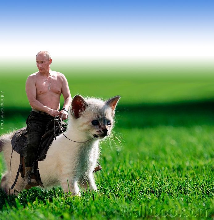 #FindKadyrovsCat 😂😂😂 https://t.co/ZTfJIpPn8j