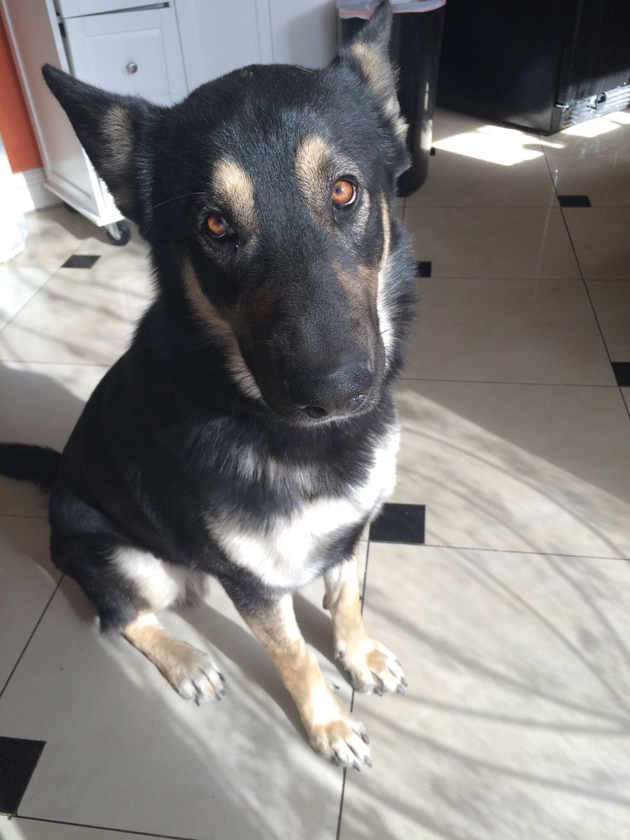 Akaza Stan Account (Again) tweet media