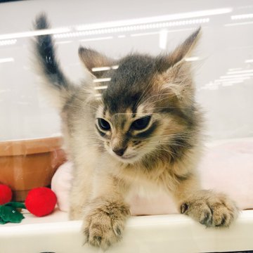 ダレノガレ明美 猫の名前を募集 わたしの新しい家族 Cycle やわらかスポーツ情報サイト