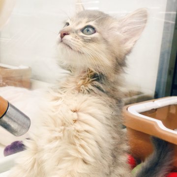 ダレノガレ明美 猫の名前を募集 わたしの新しい家族 Cycle やわらかスポーツ情報サイト