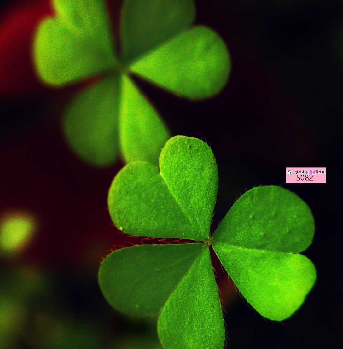 세잎 클로버의
꽃말을 아세요?

바로 "행복"이에요.

행운이라는 
"네잎 클로버" 만 찾지마세요.

그 행운을 찾기 위해
지나쳐가는 수많은 "행복" 을 기억해주세요.

행복은 늘 당신곁에 있으니까요.