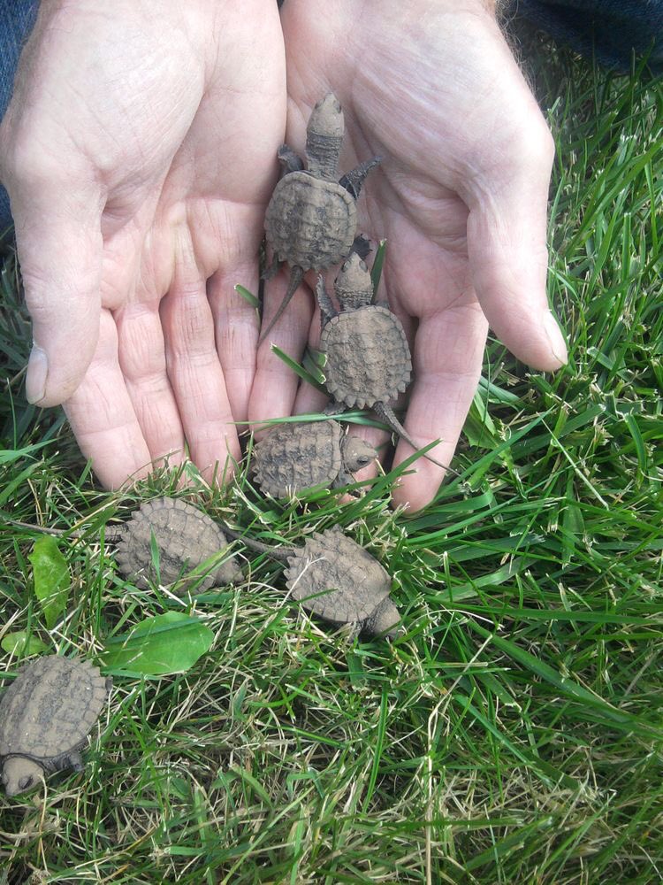 DankroftK9's tweet photo. 🌟Nunca compres una tortuga de una tienda de mascotas, ya que aumenta la demanda de la naturaleza.🐢🌍 #cuidaelplaneta https://t.co/k9va5YeOdh