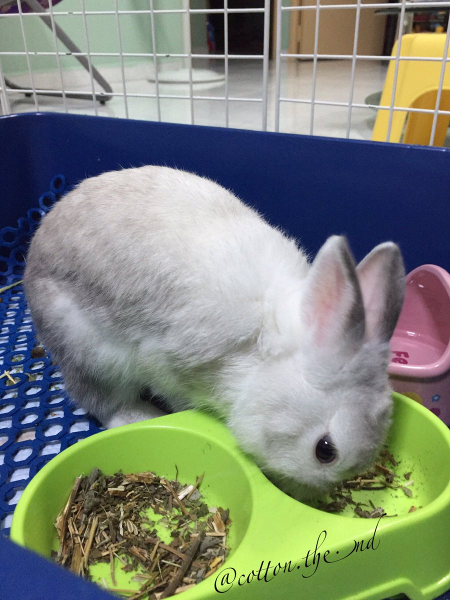 cotton_the_nd's tweet photo. Im enjoying my herbs.
#rabbit #bunny #cottonthend https://t.co/k0oTQvUlEr