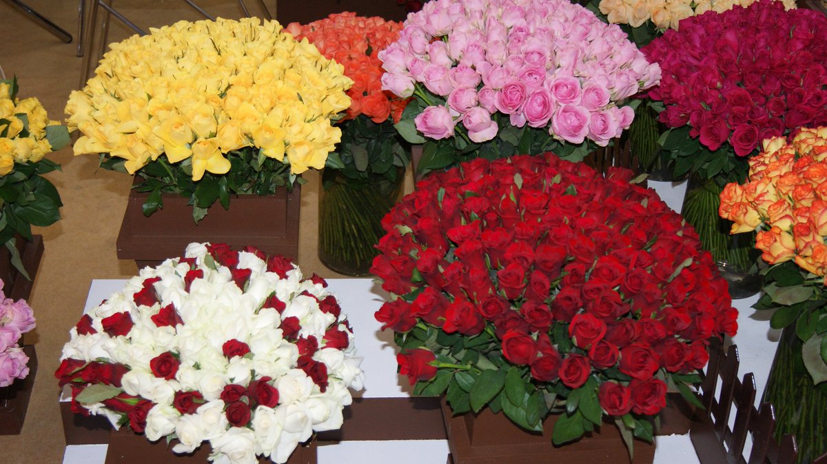 SOEXFLORA's tweet photo. #SoexFlora brings to you #Roses for #allocassions.
Explore today https://t.co/9LF1qVqE9d https://t.co/KiHnW8rn09