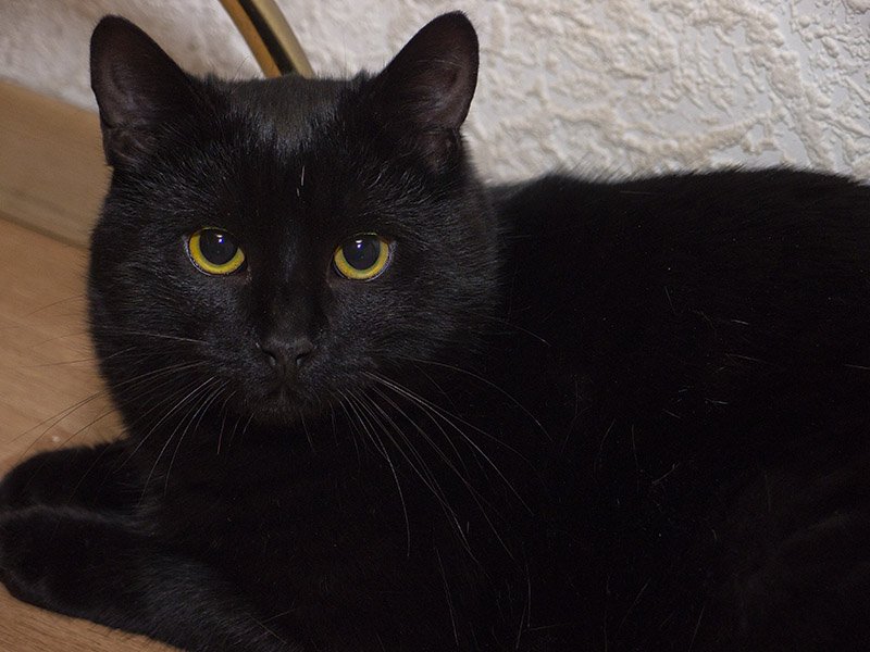 Белый галстук у черного кота 7 букв. Сибирский гладкошерстный кот черный. Черный гладкошерстный кот с желтыми глазами. Черная кошка домашняя. Обычная черная кошка.