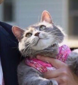 Find someone that looks at you the way this cat looks at its owner