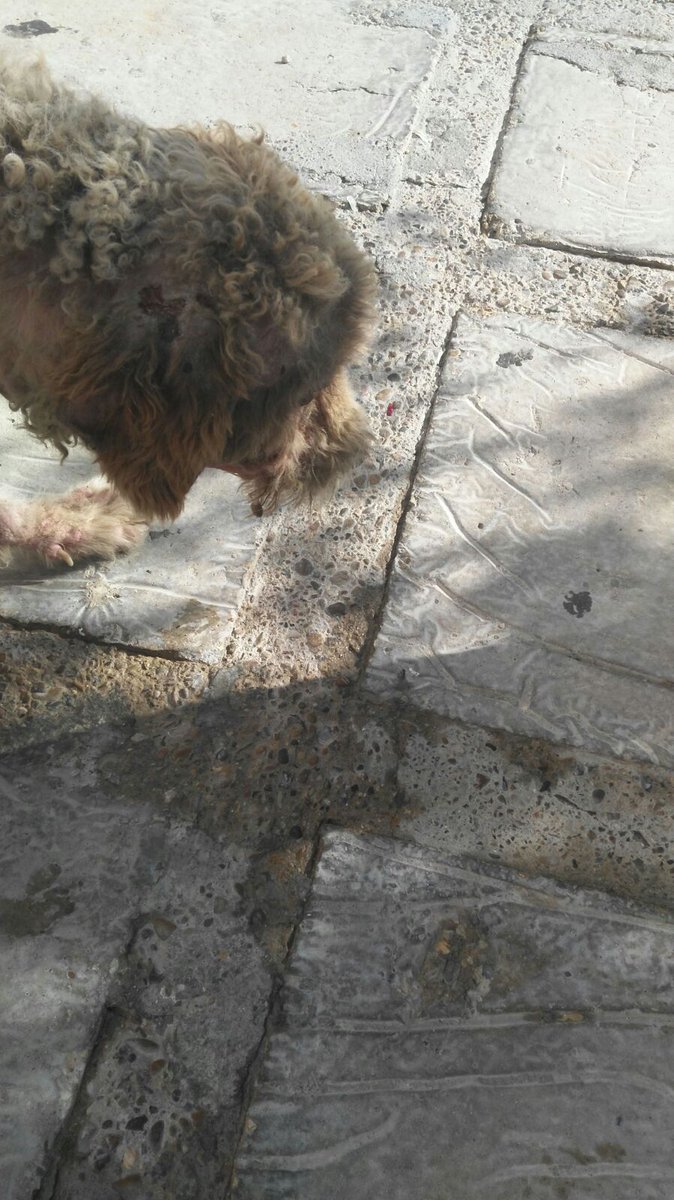 AsosaArcos's tweet photo. Se necesita acogida urgente no tenemos casas de acogida disponible y necesita ayuda 646828958 https://t.co/pJ1dAJtWoc