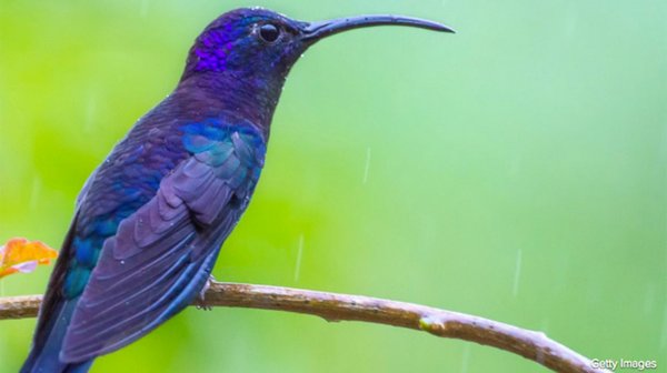 ABC's tweet image. 37% of all migratory bird species in North America at risk of extinction, new report says. abcn.ws/243EhW6