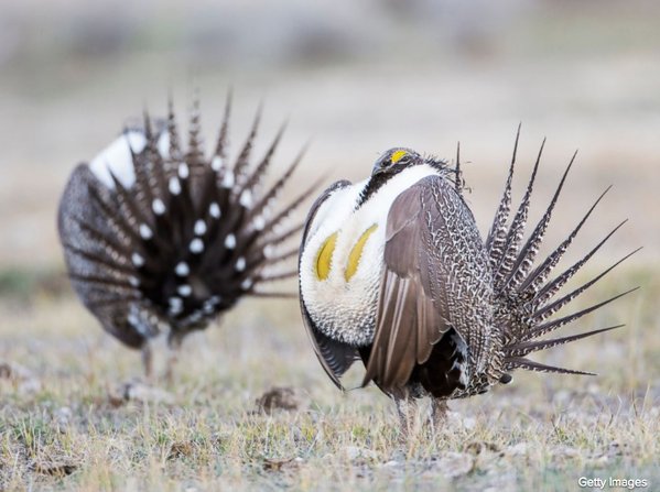 ABC's tweet image. 37% of all migratory bird species in North America at risk of extinction, new report says. abcn.ws/243EhW6