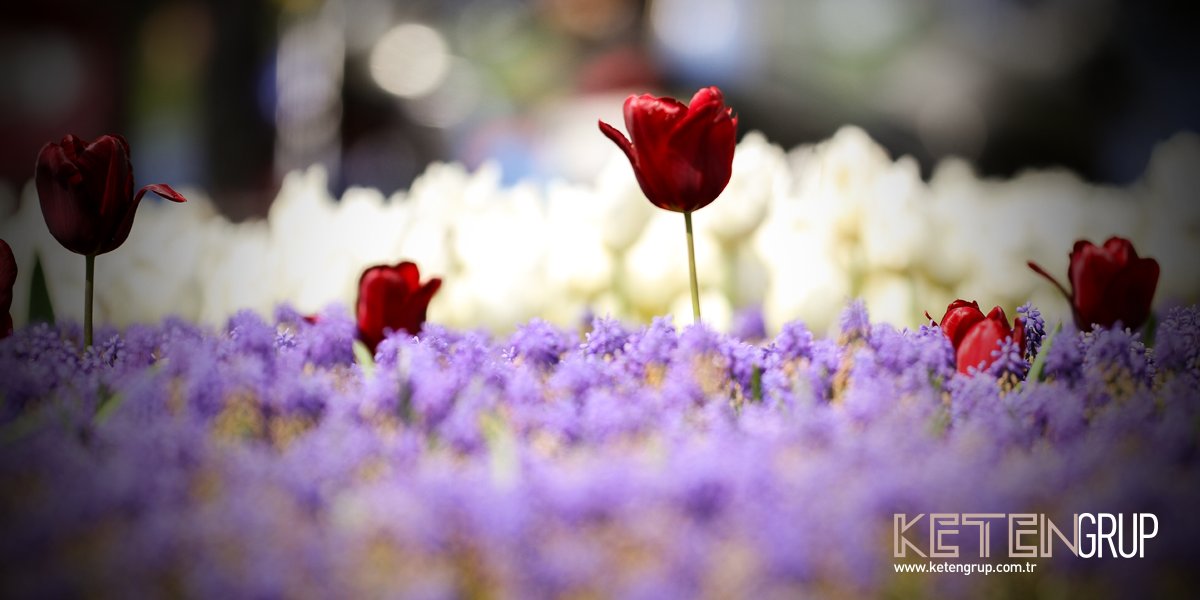 İlkbahar tüm renklerini çiçeklere mi kaptırmış?