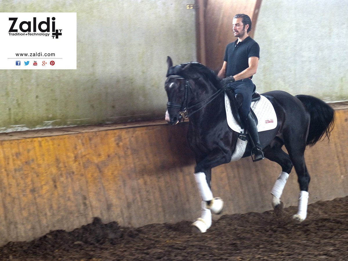 Zaldihipica's tweet photo. Comienza la semana y vuelta al trabajo. Hoy nuestro amigo @DressageAlberto, con una de las nuevas sillas de doma. https://t.co/218qX6RrRC