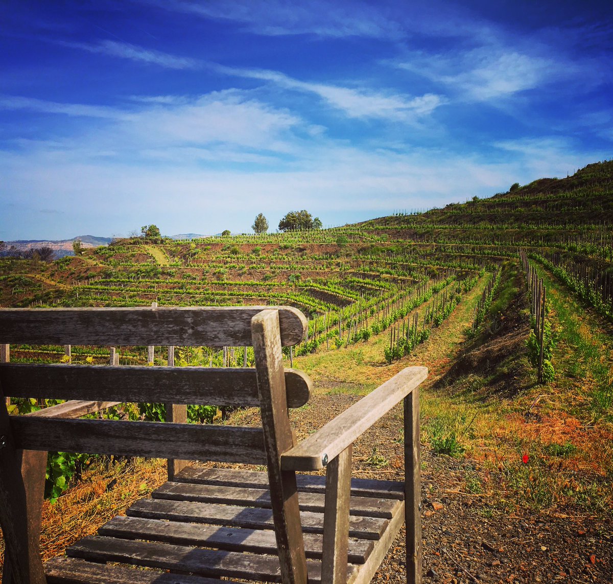 MasMartinet's tweet photo. Listening and talking with the vineyards, trying to understand their needs #Priorat @doqpriorat #elsescurçons #masmv https://t.co/hNMjQGURd4