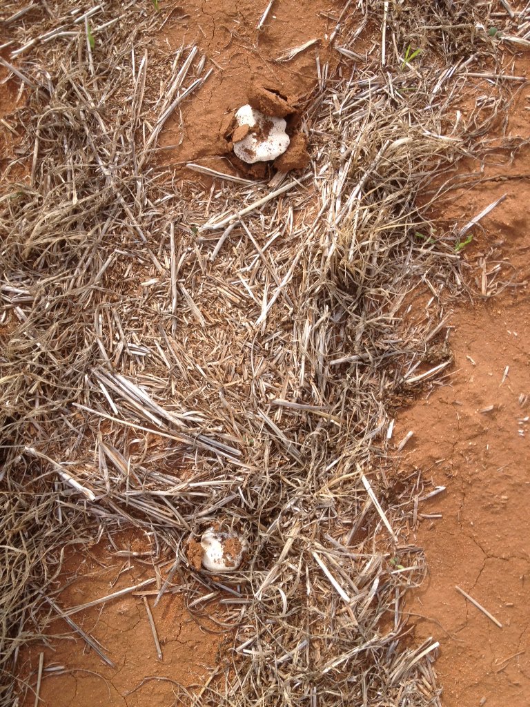 LattaDarren's tweet photo. Hope that's a good sign. #mushrooms growing in paddock about to be seeded https://t.co/kqyNBZQ4Rw