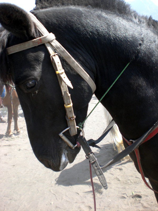 Claudioula's tweet image. Don't ride that elephant: the truth about the use of animals in tourist attractions &amp;gt;&amp;gt; buff.ly/1TsArRk #TTOT