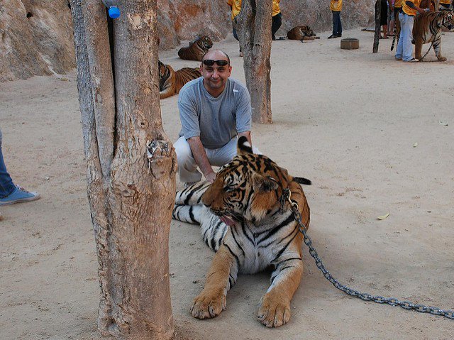 Claudioula's tweet image. Don't ride that elephant: the truth about the use of animals in tourist attractions &amp;gt;&amp;gt; buff.ly/1TsArRk #TTOT