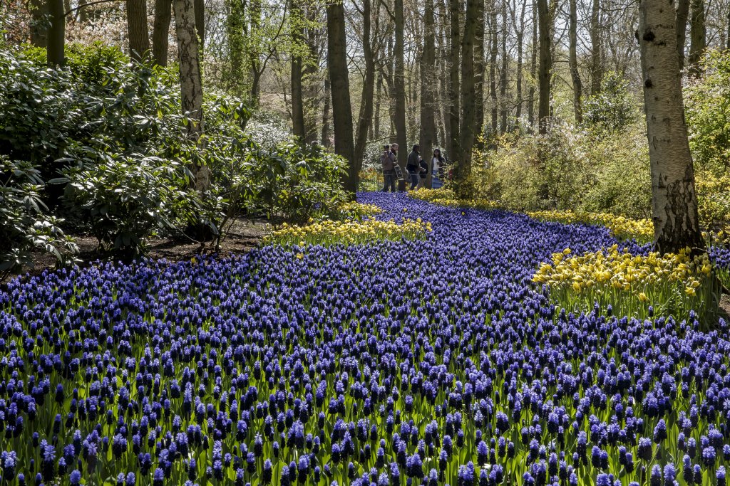 visitkeukenhof's tweet image. Let's go back to our river full of flowers.. #flashback #Keukenhof #spring2016