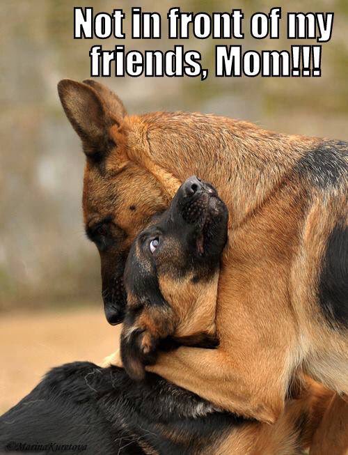 Reine1Reine's tweet photo. @Mieshie15 @BauerShep @KateNikkou @RoscoeKarmaGSD @MTShep @GSDLore @BluetheGSD @DRAGOtheK9 https://t.co/cMp4KJfIGi
