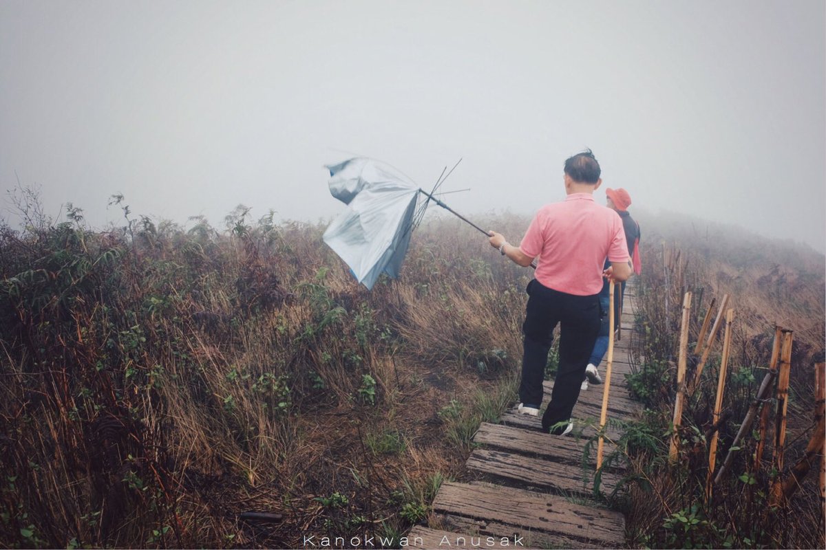 #กิ่วแม่ปาน ป่าดิบเขาสวยที่สุดของไทย เมฆคลุมตลอดปี ฝนป่าเขียวชอุ่ม ลมแรง เปิดถึง31 พค.เปิดอีกที พย. #reviewchiangmai