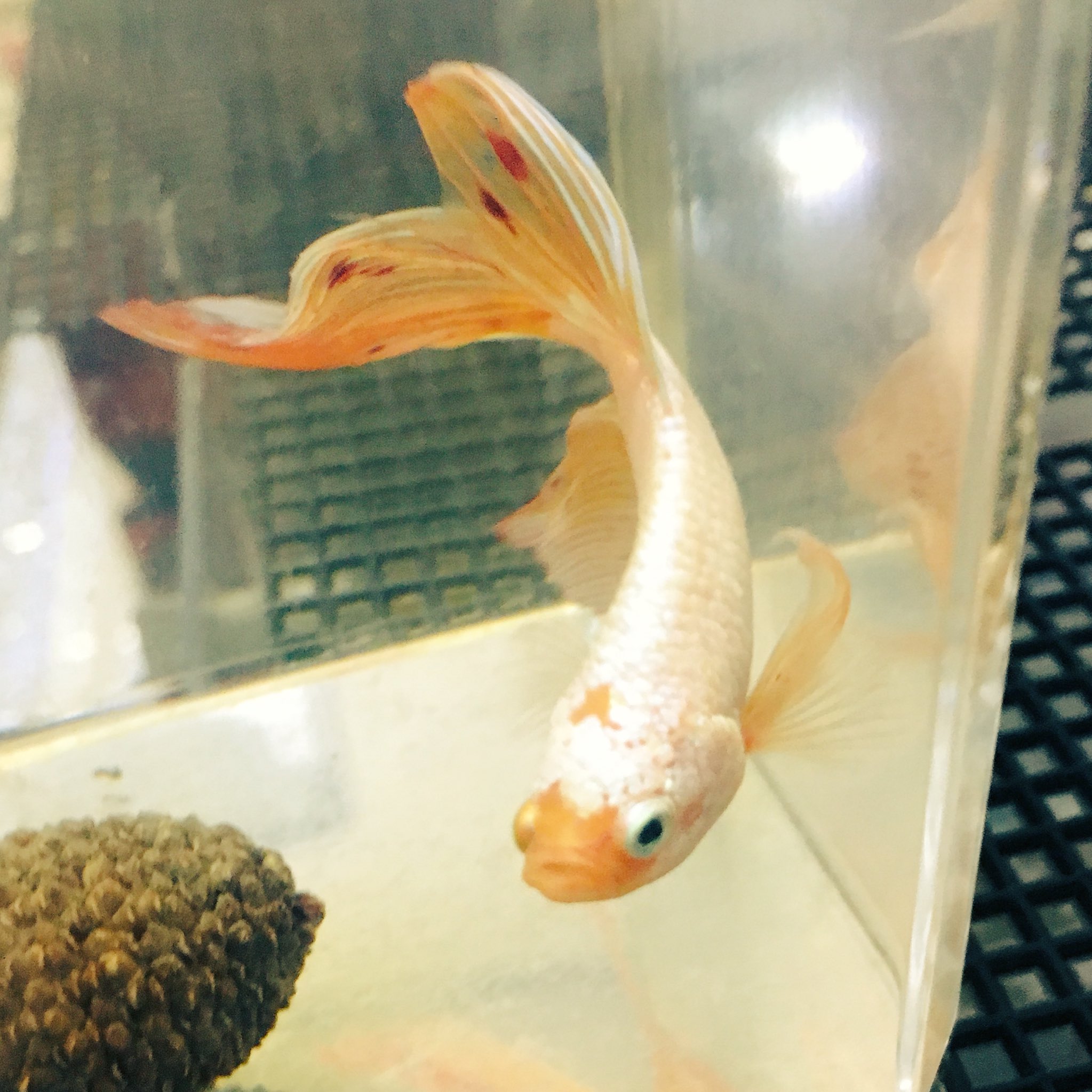 ミルエル こたつむり中 ポニョさん コショウ病 白雲病 になって治療5日位したら息が荒く全身粘膜剥離でヒレは充血してて ダメだと思ってたら2 3日後 痩せはしたけど綺麗になって泡巣まで作ってるヽ ノ 仮病