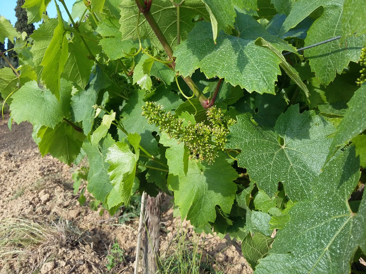 Empieza la floración en la finca de Can Rius. ¡Magnífico nacimiento de la variedad Chardonnay! #JuvéStories