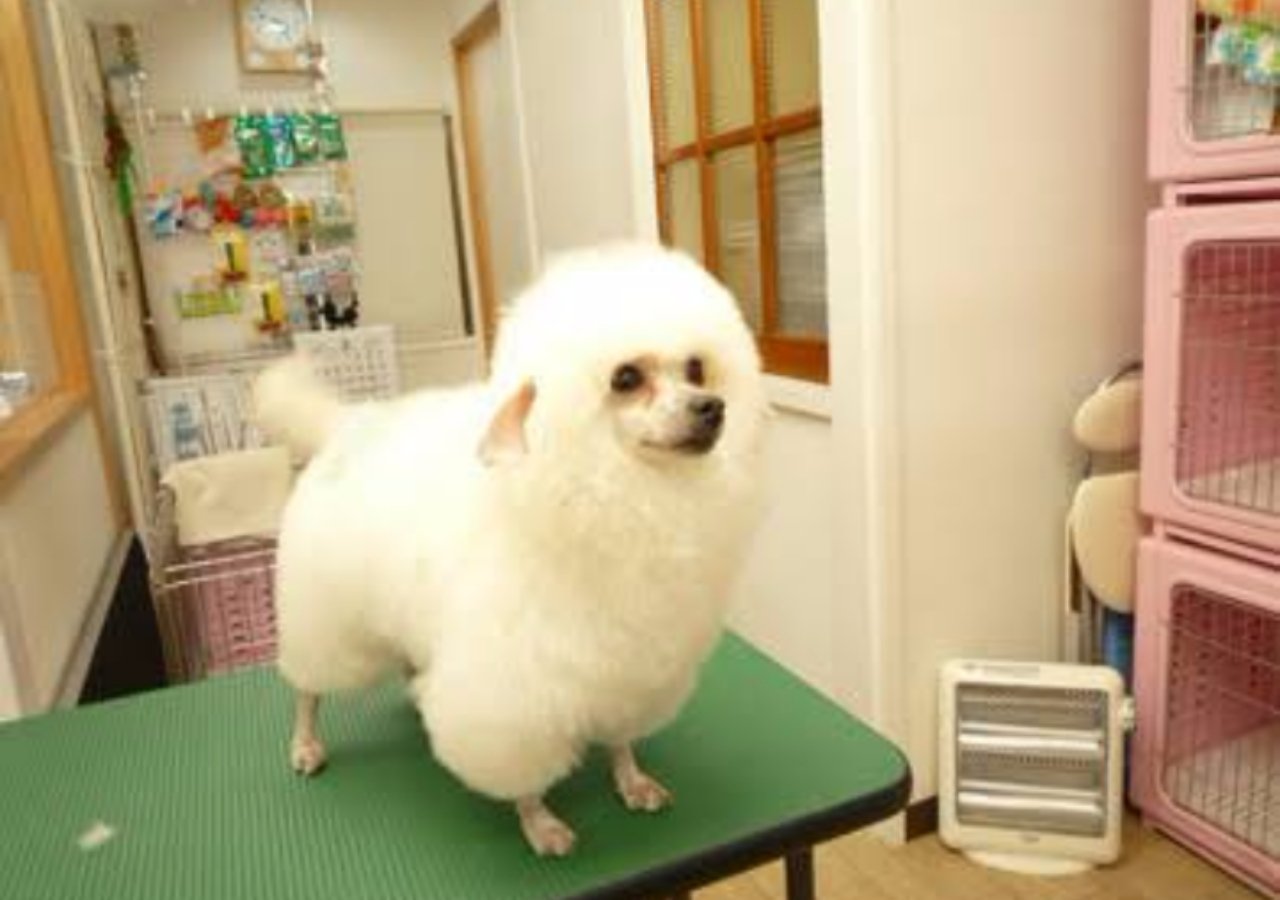 ペットネット No Twitter 我が子は ビションフリーゼなのですが 明日は初の羊カットに挑戦しようと思います 笑 ダメなら 正統派ビションカットで ネットで見つけた この子可愛いなぁ