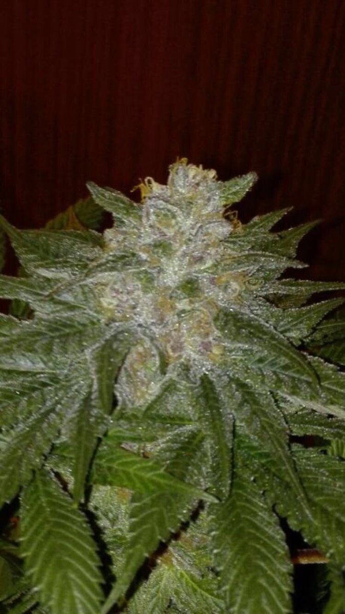 LOCAMARIAGROW's tweet photo. Mendocino Purple Kush #MedicalSeeds https://t.co/nKGAHdPvBr